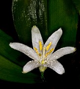 Clintonia uniflora 19-4806